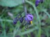 Bittersweet Nightshade; Climbing Nightshade; Deadly Nightshade (Solanum dulcamara) (its toxin is not fatal)