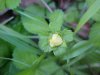 Indian Strawberry (Duchesnea  indica)