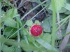 Indian Strawberry (Duchesnea  indica)