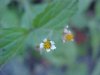 Galinsoga; Quickweed (Galinsoga ciliata)