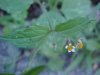 Galinsoga; Quickweed (Galinsoga ciliata)