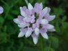 Crown Vetch (Coronilla varia)