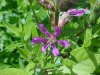 Purple Loosestrife; Spiked Loosestrife (Lythrum salicaria)