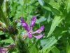Purple Loosestrife; Spiked Loosestrife (Lythrum salicaria)