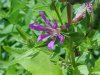 Purple Loosestrife; Spiked Loosestrife (Lythrum salicaria)