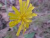 Mouse Ear (Hieracium pilosella)