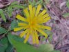 Mouse Ear (Hieracium pilosella)