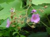 Purple-flowering Raspberry (Rubus odoratus)