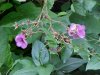 Purple-flowering Raspberry (Rubus odoratus)