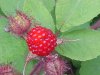 Of the Wild Red Raspberry family (Rubis idaeus)