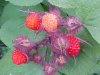 Of the Wild Red Raspberry family (Rubis idaeus)