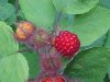 Of the Wild Red Raspberry family (Rubis idaeus)