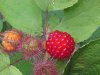 Of the Wild Red Raspberry family (Rubis idaeus)