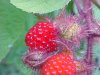 Of the Wild Red Raspberry family (Rubis idaeus)