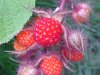 Of the Wild Red Raspberry family (Rubis idaeus)