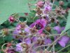 Purple-flowering Raspberry (Rubus odoratus)