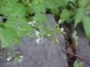 Enchanter's Nightshade (Circaea lutetiana)