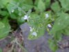 Enchanter's Nightshade (Circaea lutetiana)