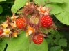 Of the Wild Red Raspberry family (Rubis idaeus)