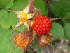 Of the Wild Red Raspberry family (Rubis idaeus)