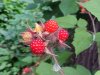 Of the Wild Red Raspberry family (Rubis idaeus)