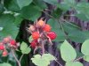 Of the Wild Red Raspberry family (Rubis idaeus)