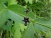 Black swallow-wort (Cynanchum nigrum; Cynanchum rossicum)