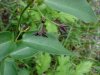 Black swallow-wort (Cynanchum nigrum; Cynanchum rossicum)