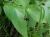 Black swallow-wort (Cynanchum nigrum; Cynanchum rossicum)