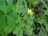 Yellow Wood Sorrel; Sour Grass (Oxalis stricta)