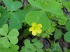 Yellow Wood Sorrel; Sour Grass (Oxalis stricta)