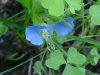 Asiatic Dayflower; Mouse Flower (Commelina communis) (has flowers that open for only one day)