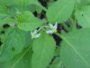 Common Nightshade (Solanum ptychanthum)