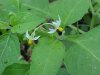 Common Nightshade (Solanum ptychanthum)