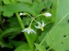 Common Nightshade (Solanum ptychanthum)