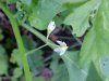 Common Nightshade (Solanum ptychanthum)
