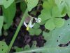 Common Nightshade (Solanum ptychanthum)