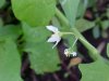 Common Nightshade (Solanum ptychanthum)