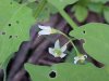 Common Nightshade (Solanum ptychanthum)