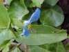 Asiatic Dayflower; Mouse Flower (Commelina communis) (has flowers that open for only one day)