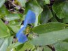 Asiatic Dayflower; Mouse Flower (Commelina communis) (has flowers that open for only one day)