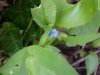 Asiatic Dayflower; Mouse Flower (Commelina communis) (has flowers that open for only one day)