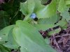 Asiatic Dayflower; Mouse Flower (Commelina communis) (has flowers that open for only one day)