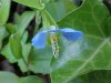 Asiatic Dayflower; Mouse Flower (Commelina communis) (has flowers that open for only one day)