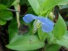 Asiatic Dayflower; Mouse Flower (Commelina communis) (has flowers that open for only one day)