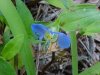 Asiatic Dayflower; Mouse Flower (Commelina communis) (has flowers that open for only one day)