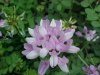 Crown Vetch (Coronilla varia)
