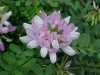 Crown Vetch (Coronilla varia)