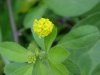 Black Medick (Medicago  lupulina)