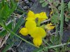 Birdsfoot Trefoil (Lotus corniculata)